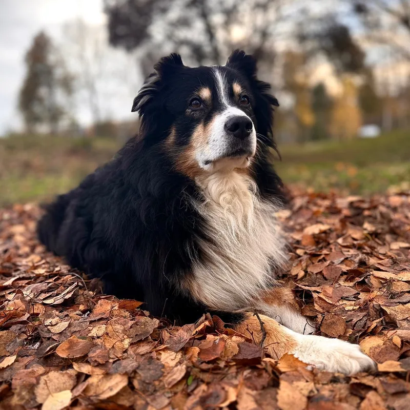 Nero im Herbstlaub