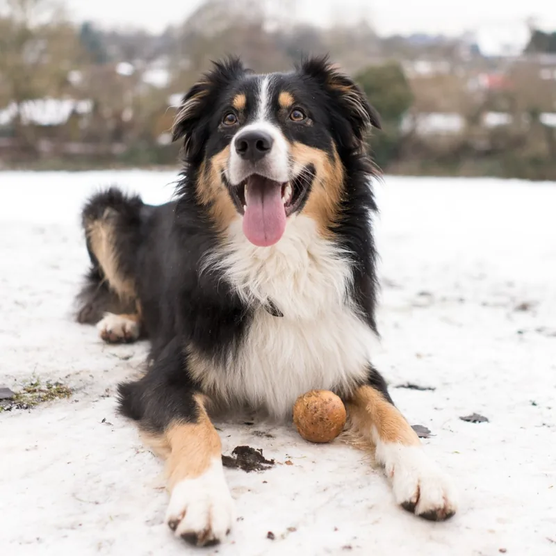Nero im Schnee